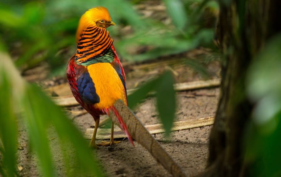 Specie di uccello colorato a Oasis